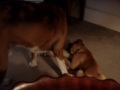Boxer Tug of War, Puppy Charlie and Sonny.