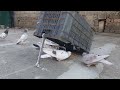 Hunting Birds Trap And Pigeon Trap in a very easy way.👌👌👌