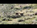 Coyotes Going Wild In Arizona!