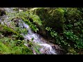 3 Hours Valley Water Sounds, 100% Stress Relief 🏞️ Nature Sound ASMR, Birds Song