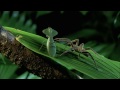 Brazilian Wandering Spider vs  Hooded Mantis | MONSTER BUG WARS