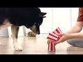 The Smartest Husky Monty! 5 Handmade Logical Toys For Dogs