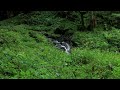 森の中を流れる源流　水の音　10時間　音と映像　作業用　睡眠用　リラックス動画　｜　relaxing nature video