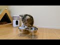 猫ってなんで前足を使って水を飲むんですかね？【アメリカンショートヘアー】