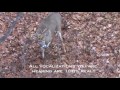 Incredible Whitetail Buck Vocalizations - The Management Advantage