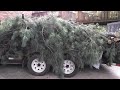 Pine tree on trailer