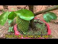 Amazing skill Grafting Soursop tree Growing Fast Use Aloe Vera