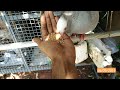 Pigeon favourite foods malayalam part 2 | Pigeon food malayalam | pravu theetta | pravu food kerala