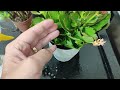 KILL EVERYTHING! In 5 seconds you kill all the pests on your plant (without spending anything)