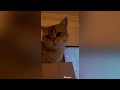 Cats Watching Stray! 😹 FUNNY Compilation 😹 | Cute cats LOVE to watch their hoomans play this game!