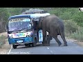 Elephant trouble with vehicles and elephant fight while sharing food.गाड़ियों में हाथी से परेशानी, ख