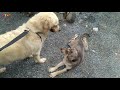 Reaction Of Two Puppies To The First Meeting Golden Retriever