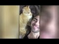 Try Not To Laugh 🤣 New Funny Cats Video 😹 - MeowFunny Part 19