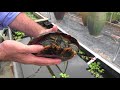 Red Eared Sliders: What You Need to Know