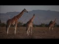 What Sound Does a Giraffe Make? FreeSchool Presents a closer look at Giraffe Sounds
