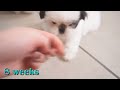 Shih Tzu Growing Up | Day 1 to Week 8 | Puppy Transformation | TOO CUTE