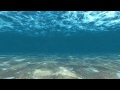 Wave of underwater for website background video - crackcodex