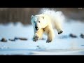 polar bear facts #viral#trending#videos