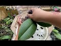 Grow An Orchid In A Plastic Bottle And Watch It Bloom With Many New Flowers! | Orchid Essence