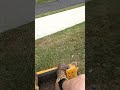 mowing with the Hustler Raptor SD 36