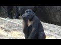 Komomo tease Toto and Nana　Gorilla at Ueno Zoo　上野動物園のゴリラ　トトとナナをからかうコモモ