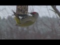 Green Woodpecker eating (1080p)