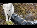 Encounter a young wild white Arctic Fox in Greenland
