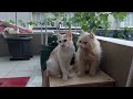 No matter what, they are bumbody, indeed#catlover #cat #catvideos #kusmayadifam