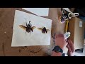 Beetles- how to pin, set, frame and Dome/ Tutorial video #insect #tutorial #diy #beetles #pinned