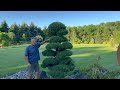 Evergreens For Your Gardens: Unique Characteristics that WOW