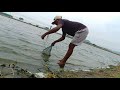 Rohu fishing | Amazing fishing | Catching rohu fishes