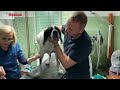 Rescue and recovery of a lonely dog without hope. His only wish was to be saved.