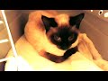 Si... a beautiful Seal Point Siamese rescue