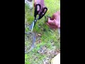 Garter Snake Rescue