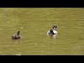 Tufted Duck's.