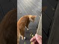 Shenzhen: Stray ginger tabby