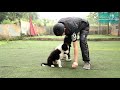 Part 2: Teaching Small Dogs At Home - Exercise: Standing, Lying, Sitting - From Easy To Hard