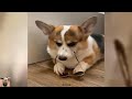 🤣🤣New Funny animal 2024🐱🐶 🤣Funniest Dogs And Cats Videos 🐱🐶