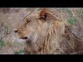 Wildlife Animals 4K Nature Relaxation Film | Meditation Music, Healing Relaxing Music