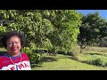 Jamaican Fruit Trees Growing In Florida