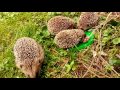 Igel - Fütterung im Garten