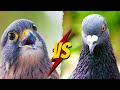Pigeons Vs Falcons: PREDATOR vs PREY (Let the hunt commence!)