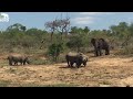 Bubi & Lundi Stand Up to Rhinos at the Waterhole | Plus More on the Carer Cam