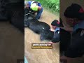 Kindhearted Texans Save 1400 lbs Cow