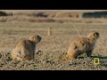 Badland's Prairie Dogs vs Coyote | America's National Parks | National Geographic