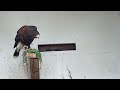 FALCONRY: Moulting Harris’ Hawks and others