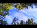 THE FOREST | Cinematic short film / Cinematic Video  | Amazing Nature |
