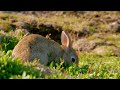 Summer in Wales: Land of the Wild (4K Documentary) | Our World