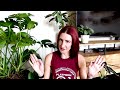 Complete Alocasia Care Guide | Elephant Ear Houseplant Care and Propagation