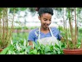 Do THIS to Get Your Peace Lily to Flower Again